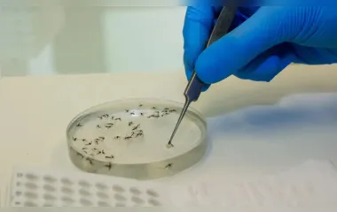 O mosquito Culicoides paraenses, conhecido como maruim ou mosquito-pólvora, é considerado o principal transmissor da febre do oropouche