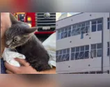 Gato sobrevive após pular do 3º andar de prédio que pegou fogo no PR
